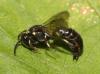 Hylaeus sp.